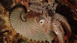 Seltsame Tiere Papierboot