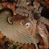 Seltsame Tiere Papierboot