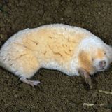 Seltsame Tiere Albino Maulwurf