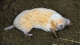 Seltsame Tiere Albino Maulwurf