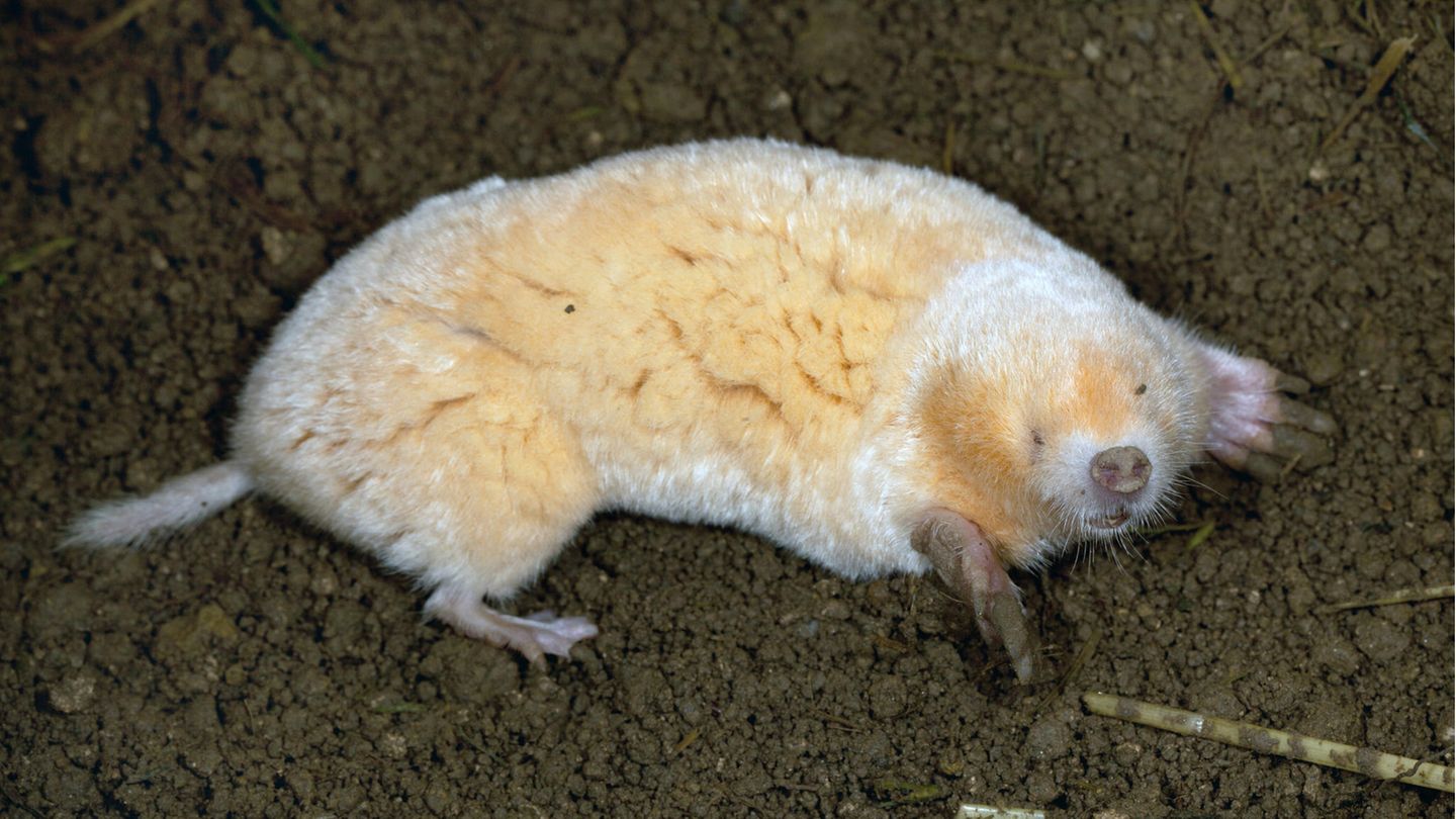 Seltsame Tiere Albino Maulwurf