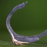 Seltsame Tiere Hufeisenzikade