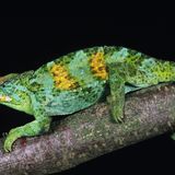 Seltsame Tiere Dreihornchamäleon