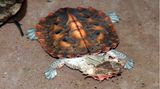 Seltsame Tiere Fransenschildkröte