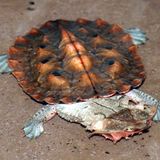 Seltsame Tiere Fransenschildkröte