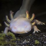 Seltsame Tiere Grottenolm