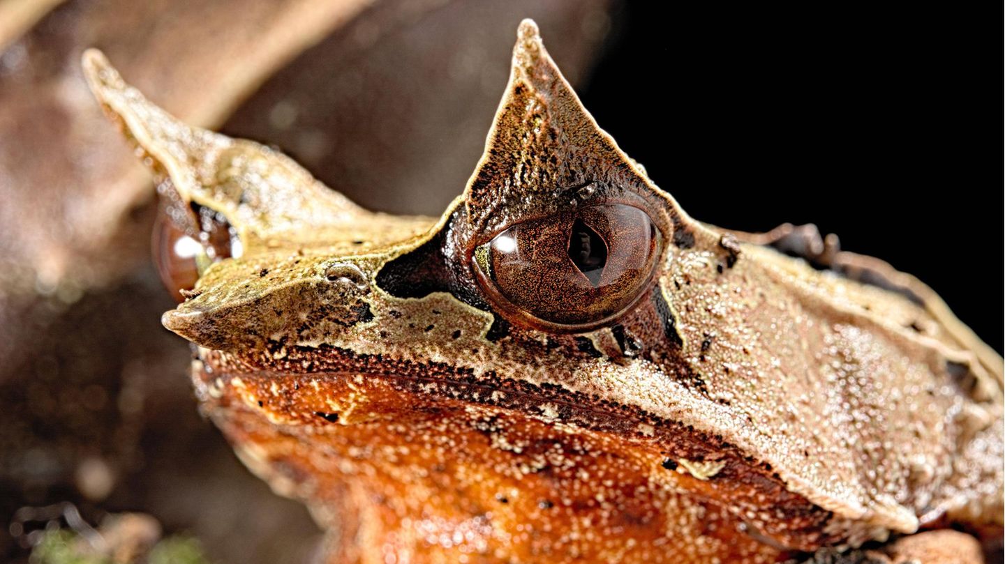 Seltsame Tiere Zipfelkrötenfrosch