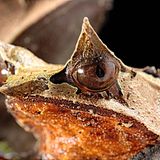 Seltsame Tiere Zipfelkrötenfrosch