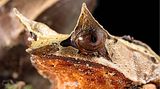 Seltsame Tiere Zipfelkrötenfrosch