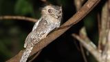 Seltsame Tiere Ceylonfroschmaul
