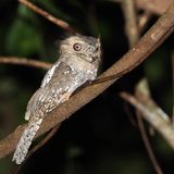 Seltsame Tiere Ceylonfroschmaul