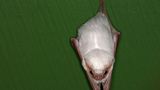 Seltsame Tiere Gespensterfledermaus