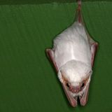 Seltsame Tiere Gespensterfledermaus