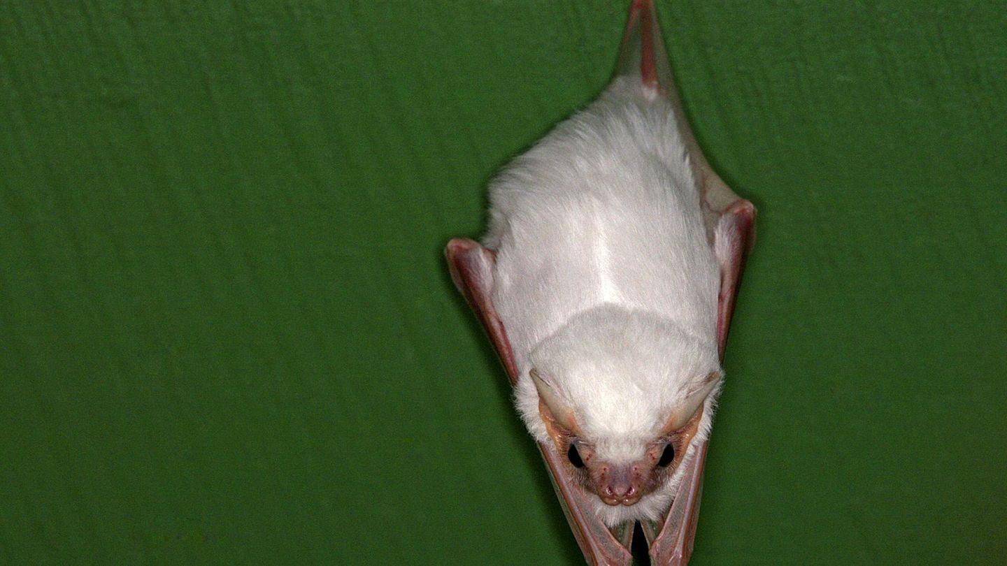 Seltsame Tiere Gespensterfledermaus