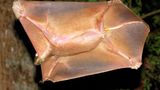 Seltsame Tiere Riesengleiter