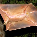 Seltsame Tiere Riesengleiter