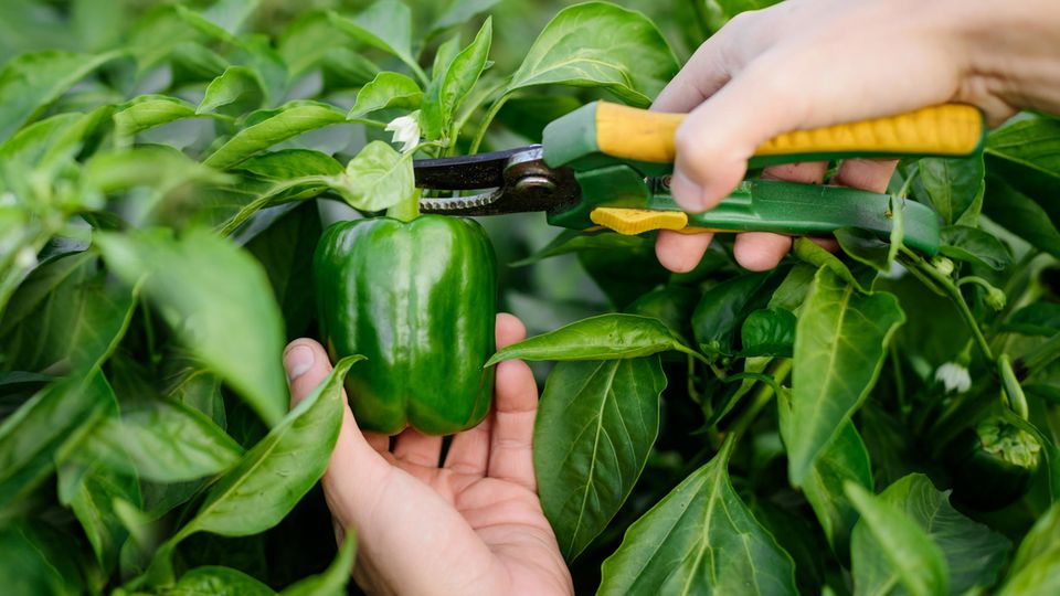 Gartenscheren: Frau schneidet Paprika mit einer Gartenschere