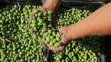 Ein Bauer begutachtet seine leuchtend grüne Olivenernte