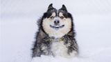 Hund Carter war in einer Tötungsstation in Kolumbien gelandet – doch sein zukünftiges Herrchen rettete ihn von dort und flog mit dem flauschigen Vierbeiner in seine neue Heimat, die USA. Dort erlebte Carter zum ersten Mal Schnee und war sichtlich begeistert von dieser Erfahrung!