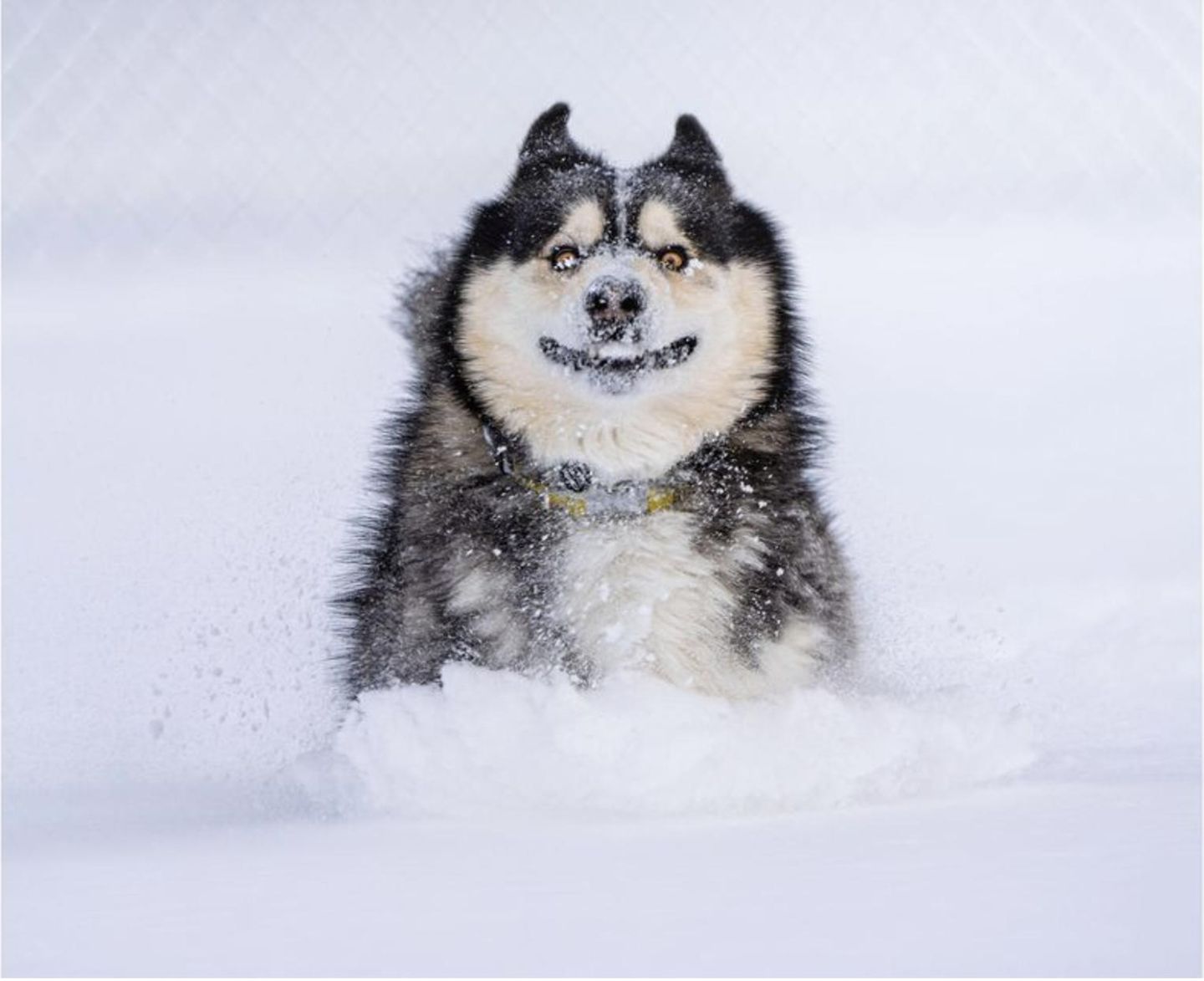 Hund Carter war in einer Tötungsstation in Kolumbien gelandet – doch sein zukünftiges Herrchen rettete ihn von dort und flog mit dem flauschigen Vierbeiner in seine neue Heimat, die USA. Dort erlebte Carter zum ersten Mal Schnee und war sichtlich begeistert von dieser Erfahrung!