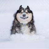 Hund Carter war in einer Tötungsstation in Kolumbien gelandet – doch sein zukünftiges Herrchen rettete ihn von dort und flog mit dem flauschigen Vierbeiner in seine neue Heimat, die USA. Dort erlebte Carter zum ersten Mal Schnee und war sichtlich begeistert von dieser Erfahrung!