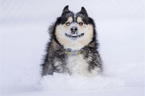 Hund Carter war in einer Tötungsstation in Kolumbien gelandet – doch sein zukünftiges Herrchen rettete ihn von dort und flog mit dem flauschigen Vierbeiner in seine neue Heimat, die USA. Dort erlebte Carter zum ersten Mal Schnee und war sichtlich begeistert von dieser Erfahrung!