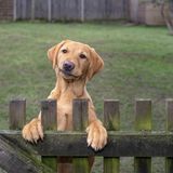 Die einen könnten meinen, Hündin Penny hat kritisch guckend am Gartenzaun gewartet, weil ihr Frauchen zu spät nach Hause gekommen ist. Bei dem Blick überlegt man sich das ja direkt zweimal ... aber Besitzerin Holly hatte bei dem lustigen Anblick nur einen Gedanken: Für sie sah die Hündin in dieser Pose aus wie das Faultier Sid aus "Ice Age", sagt sie.