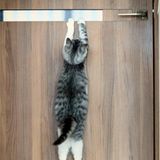 Wenn das Herrchen auf keinen Fall zur Arbeit gehen soll, weil noch nicht genug gekuschelt wurde, oder noch zuviele Snacks in der verschlossenen Packung sind: Die süße Katze von Kazutoshi hängt bauchlängs an der Wohnungstür.