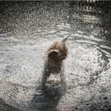Hund Max schüttelt sich das Wasser aus dem Fell – und Besitzer Alessandro hält den perfekten Moment mit der Kamera fest. Nicht nur die fliegende Mähne des Hundes und die unzähligen Wassertropfen sehen toll aus, auch das "Igelgesicht" des Vierbeiners amüsierte sein Herrchen nachhaltig.
