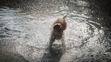 Hund Max schüttelt sich das Wasser aus dem Fell – und Besitzer Alessandro hält den perfekten Moment mit der Kamera fest. Nicht nur die fliegende Mähne des Hundes und die unzähligen Wassertropfen sehen toll aus, auch das "Igelgesicht" des Vierbeiners amüsierte sein Herrchen nachhaltig.