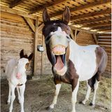 Da gab's wohl ordentlich was zu lachen! Während Mama sichtlich gutgelaunt in die Kamera schaut, wirkt Fohlen Monty noch etwas skeptisch. Der kleine Hengst ist aber auch erst drei Tage alt, da findet man noch andere Dinge lustig als die Erwachsenen.