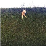 Na, das ist jetzt aber eine verzwickte Situation: Der junge Kater Jack steckt in der hohen Hecke fest. Ob er ursprünglich drüberklettern wollte, oder elegant oben entlang spazieren? Wir wissen es nicht. Jetzt jedenfalls steckt er in dieser misslichen Lage, aus der Frauchen Freya ihn befreien muss – nachdem sie ein Foto gemacht hat.