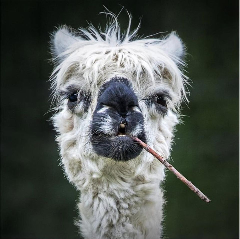 "Comedy Pet Awards" Zeigt Die Lustigsten Haustierfotos Des Jahres ...