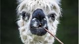 Alpakas sind süß und flauschig und kaum jemand begegnet ihnen, ohne entzückt "Oooooh" zu sagen – aber zumindest dieses Exemplar gebietet dann doch Respekt. Wo andere brav an einem Grashalm nuckeln, hat er direkt einen Ast im Mundwinkel. Wer hat hier "niedlich" gesagt?!