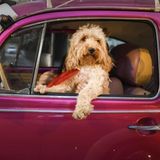 Auf geht's, alle einsteigen! Ja, auch der Fotograf dachte im ersten Moment, der flauschige Vierbeiner sitzt hier am Steuer. Wer aber genau hinschaut, erkennt, dass in Wirklichkeit das Frauchen den Wagen lenkt und der Hund an der roten Ampel nur mal eben aus dem Fenster gucken darf.