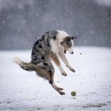 Hund Star liebt es, mit seinem Herrchen zu spielen – aber als ihm beim Toben im Schnee plötzlich dieser Ball vor die Pfoten rollt, herrscht dann doch das große Erschrecken (Star würde sagen: "eine leichte Überaschung") vor, die sein Besitzer perfekt im Bild festhielt.