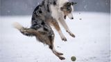 Hund Star liebt es, mit seinem Herrchen zu spielen – aber als ihm beim Toben im Schnee plötzlich dieser Ball vor die Pfoten rollt, herrscht dann doch das große Erschrecken (Star würde sagen: "eine leichte Überaschung") vor, die sein Besitzer perfekt im Bild festhielt.