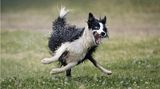 Wenn die Fliehkräfte Überhand nehmen: Hund Nilo wurde von seinem Herrchen adoptiert und genießt seither die gemeinsame Spielzeit, besonders mit Wasser. Dann reagiert er mitunter so aufgekratzt, dass plötzlich Beine da sind, wo keine Beine sein sollten und das Gesicht verrutscht zu sein scheint.