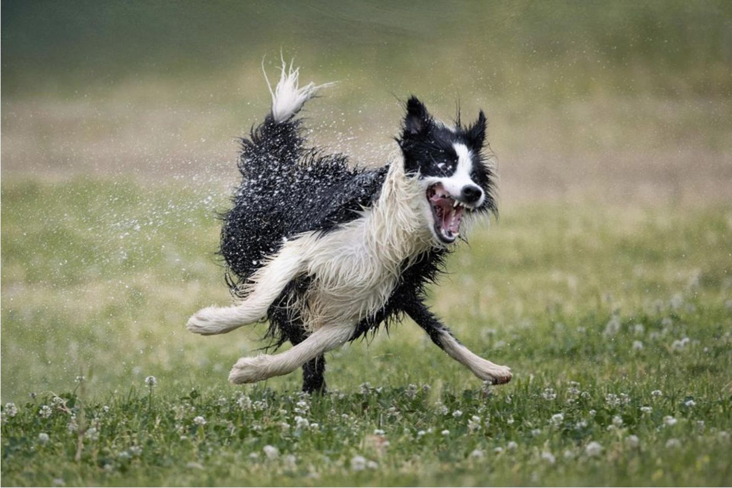 Internationaler Wettbewerb: Wenn die Fliehkräfte Überhand nehmen: Hund Nilo wurde von seinem Herrchen adoptiert und genießt seither die gemeinsame Spielzeit, besonders mit Wasser. Dann reagiert er mitunter so aufgekratzt, dass plötzlich Beine da sind, wo keine Beine sein sollten und das Gesicht verrutscht zu sein scheint. Wenn die Fliehkräfte Überhand nehmen: Hund Nilo wurde von seinem Herrchen adoptiert und genießt seither die gemeinsame Spielzeit, besonders mit Wasser. Dann reagiert er mitunter so aufgekratzt, dass plötzlich Beine da sind, wo keine Beine sein sollten und das Gesicht verrutscht zu sein scheint.