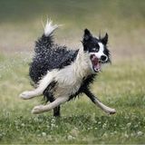 Wenn die Fliehkräfte Überhand nehmen: Hund Nilo wurde von seinem Herrchen adoptiert und genießt seither die gemeinsame Spielzeit, besonders mit Wasser. Dann reagiert er mitunter so aufgekratzt, dass plötzlich Beine da sind, wo keine Beine sein sollten und das Gesicht verrutscht zu sein scheint.