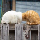 Das Siegerfoto: "Kopflos". Die beiden flauschigen Miezen scheinen zu kämpfen, dabei ist das, was wir hier sehen, tatsächlich nur ausgiebiges Schmusen. Allerdings so intensiv, dass man meinen könnte, die beiden hätten sich schon die Köpfe weggeschubbert. Der Fotograf drückte im richtigen Moment auf den Auslöser.