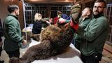 Pristina, Kosovo. Ein Braunbär wird im Four Paws Bear Sanctuary von ausländischen Tierärzten und lokalen Mitarbeitern untersucht. Einige der Tiere wurden zuvor aus Restaurants im Kosovo und Albanien gerettet, da sie dort in viel zu kleinen Käfigen privat gehalten wurden.