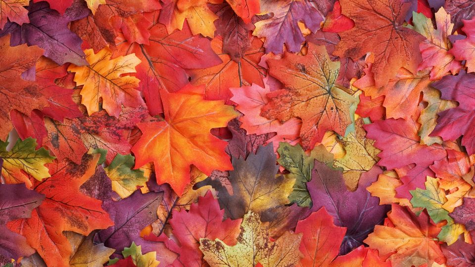 Herbst: Darum verfärben sich die Blätter in dieser Jahreszeit