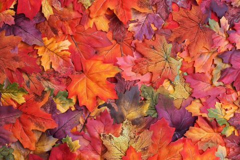 Herbst: Darum verfärben sich die Blätter in dieser Jahreszeit
