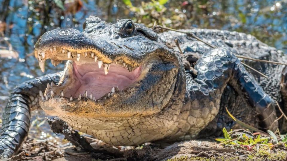 Schock für Anwohner: 3,5 Meter großer Alligator läuft plötzlich über Straße in Wohngebiet