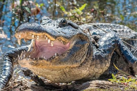 Schock für Anwohner: 3,5 Meter großer Alligator läuft plötzlich über Straße in Wohngebiet