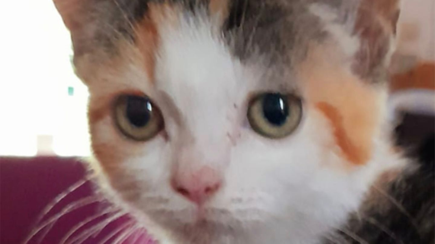 Die durch Tierquälerei gestorbene Katze Maggi