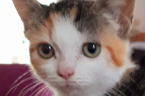 Die durch Tierquälerei gestorbene Katze Maggi