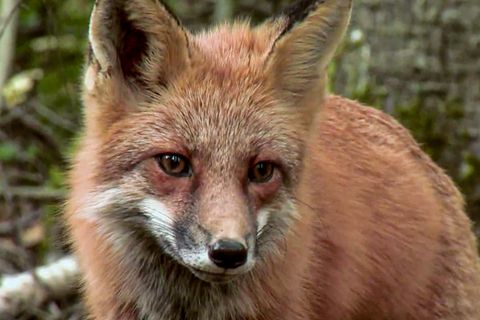 Erstmals gefilmt: Fuchs, der einen Fisch fängt