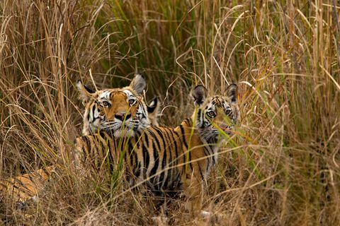 Tigerjunge begrüßen ihre Mutter im Bandhavgarh-Nationalpark, als sie von der Jagd zurückkehrt